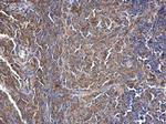 SWAP70 Antibody in Immunohistochemistry (Paraffin) (IHC (P))