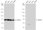SWAP70 Antibody in Western Blot (WB)