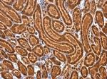 SARM Antibody in Immunohistochemistry (Paraffin) (IHC (P))