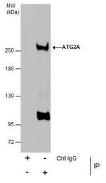 ATG2A Antibody in Immunoprecipitation (IP)