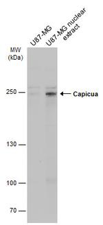 CIC Antibody in Western Blot (WB)