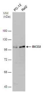 BICD2 Antibody in Western Blot (WB)
