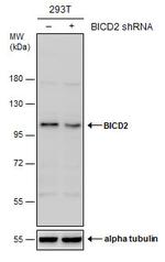 BICD2 Antibody in Western Blot (WB)