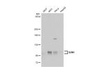 UNC84A Antibody in Western Blot (WB)
