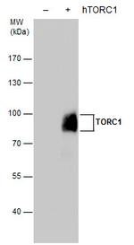 Torc1 Polyclonal Antibody