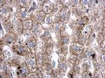 SRGAP2 Polyclonal Antibody