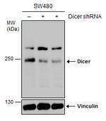 Dicer Antibody in Western Blot (WB)