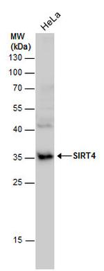 SIRT4 Polyclonal Antibody
