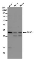 SMUG1 Polyclonal Antibody