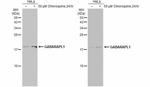 GABARAPL1 Antibody in Western Blot (WB)