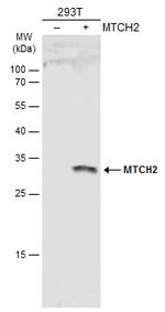 MTCH2 Antibody in Western Blot (WB)