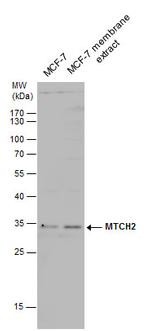 MTCH2 Antibody in Western Blot (WB)
