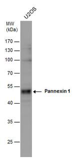 Pannexin 1 Polyclonal Antibody