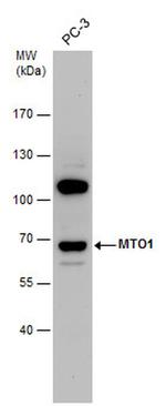 MTO1 Antibody in Western Blot (WB)
