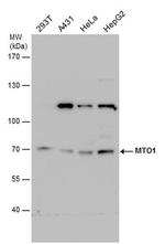 MTO1 Antibody in Western Blot (WB)