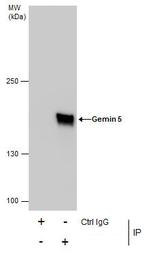 Gemin 5 Antibody in Immunoprecipitation (IP)
