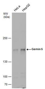 Gemin 5 Antibody in Western Blot (WB)