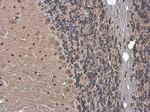 Gemin 5 Antibody in Immunohistochemistry (Paraffin) (IHC (P))