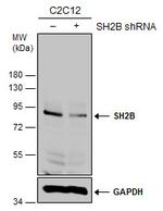 SH2B1 Antibody in Western Blot (WB)