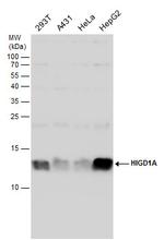 HIGD1A Antibody in Western Blot (WB)