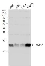 HIGD1A Polyclonal Antibody
