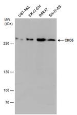 CHD5 Polyclonal Antibody
