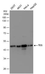 TES Antibody in Western Blot (WB)
