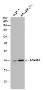 FAM50B Polyclonal Antibody