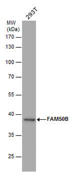 FAM50B Antibody in Western Blot (WB)