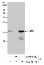 LSM1 Antibody in Immunoprecipitation (IP)