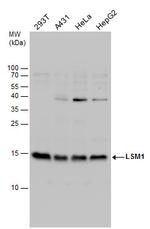 LSM1 Antibody in Western Blot (WB)
