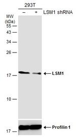 LSM1 Polyclonal Antibody
