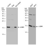 LSM1 Antibody in Western Blot (WB)