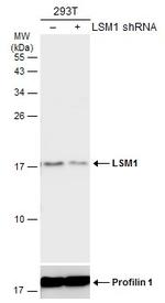 LSM1 Antibody in Western Blot (WB)