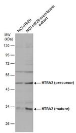 HTRA2 Polyclonal Antibody