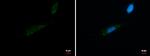 MRPL42 Polyclonal Antibody