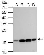 MRPL42 Antibody in Western Blot (WB)