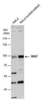 BRD7 Antibody in Western Blot (WB)