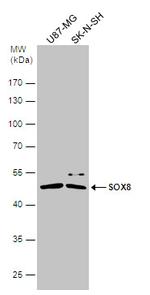 SOX8 Antibody in Western Blot (WB)