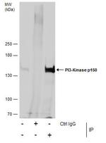 PIK3R4 Antibody in Immunoprecipitation (IP)