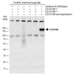 GEF-H1 Polyclonal Antibody