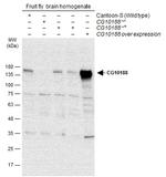 GEF-H1 Polyclonal Antibody