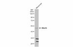 WNT16 Antibody in Western Blot (WB)