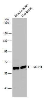 RGS14 Polyclonal Antibody