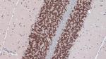 NeuN Antibody in Immunohistochemistry (Paraffin) (IHC (P))