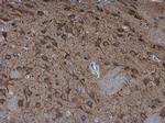 SAP102 Antibody in Immunohistochemistry (Paraffin) (IHC (P))