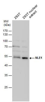 NLE1 Antibody in Western Blot (WB)