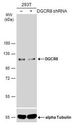 DGCR8 Antibody in Western Blot (WB)