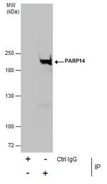 PARP14 Antibody in Immunoprecipitation (IP)
