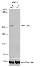 TET2 Antibody in Western Blot (WB)